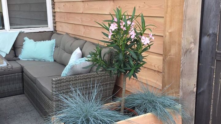 Overkapping bij het terras met loungebank en beplanting
